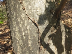 Castanea crenata