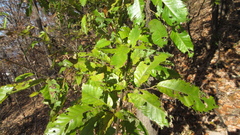 Castanea crenata