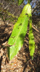 Castanea crenata
