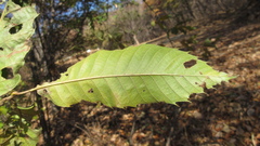 Castanea crenata