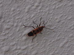 Physopelta gutta gutta