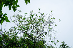 Salix tetrasperma