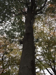 Quercus myrsinifolia