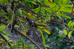 Rhipidura albicollis