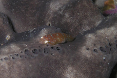 Cochleoceps orientalis