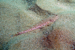 Platycephalus caeruleopunctatus