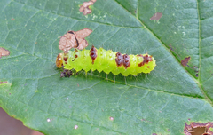 Acronicta hamamelis
