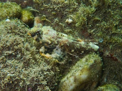 Synchiropus ocellatus