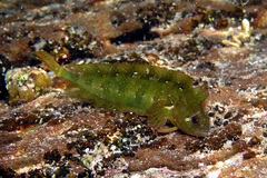 Ogilby's Weedfish photo 3