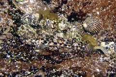 Bathygobius cocosensis