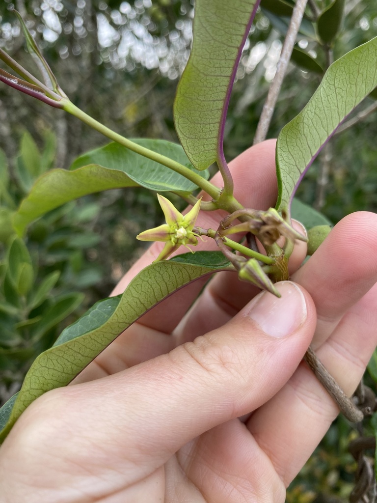 Petopentia natalensis 2