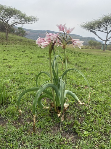 Crinum macowanii, photograph 5