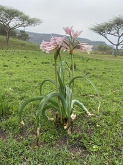 (c) Sunčana Bradley, some rights reserved (CC BY) Crinum macowanii, photograph (c) Sunčana Bradley, some rights reserved (CC BY)