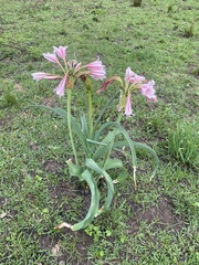 Crinum macowanii, photograph (c) Sunčana Bradley, some rights reserved (CC BY)