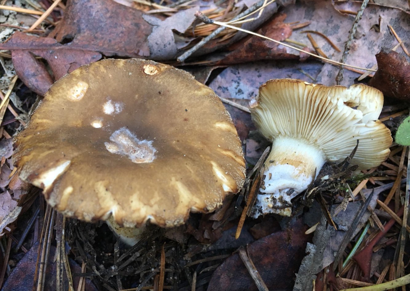 Russula cerolens image