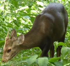 Axis porcinus