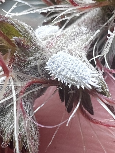 superb mealybug