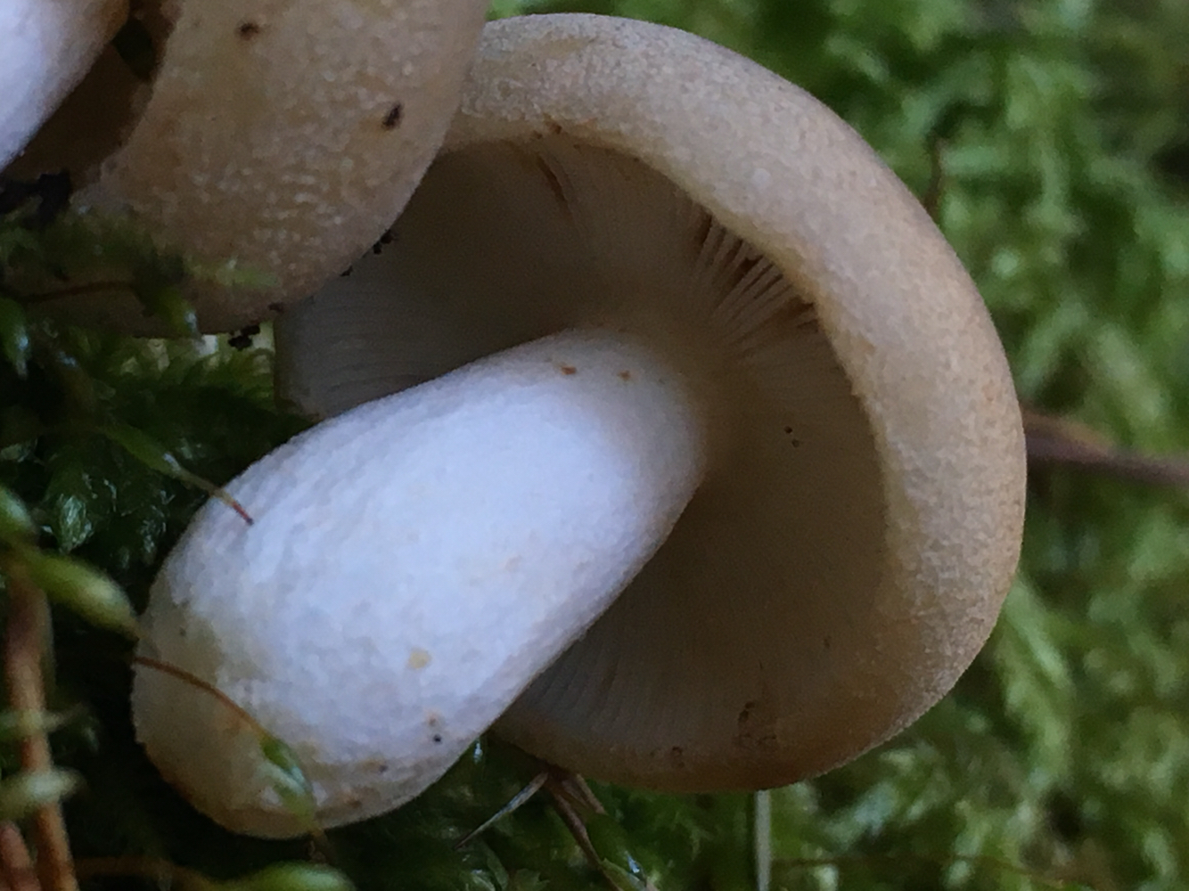 Russula cerolens image