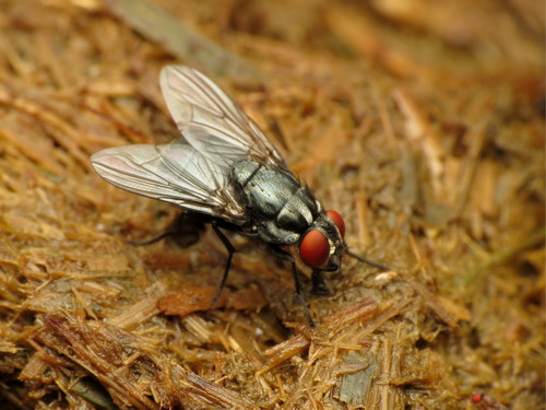 Morellia micans