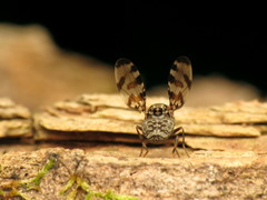 Pseudotephritis approximata
