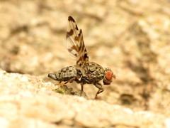Pseudotephritis approximata