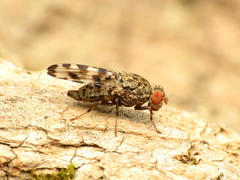 Pseudotephritis approximata