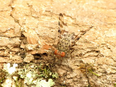 Pseudotephritis approximata