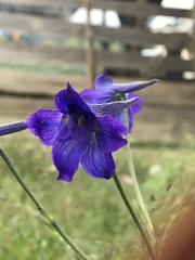 Delphinium