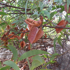 Acacia crassicarpa