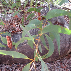 Acacia crassicarpa