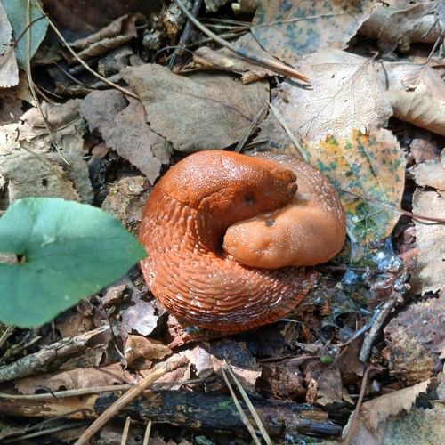 Arion vulgaris
