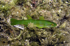 Olisthops cyanomelas