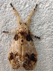 Dasychira chekiangensis