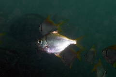 Schuettea scalaripinnis