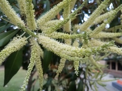 Grevillea baileyana