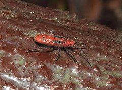 Thunbergia marginata