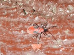 Thunbergia marginata