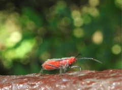 Thunbergia marginata