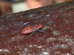 Thunbergia marginata