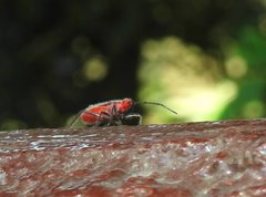 Thunbergia marginata