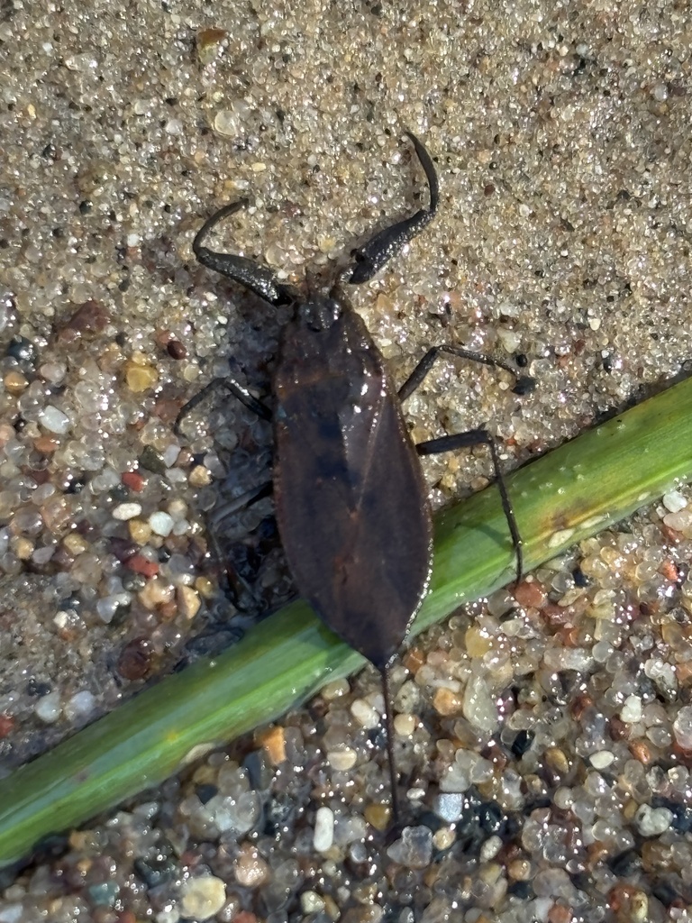 Nepa apiculata