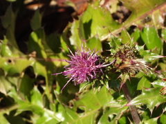 Cirsium maritimum