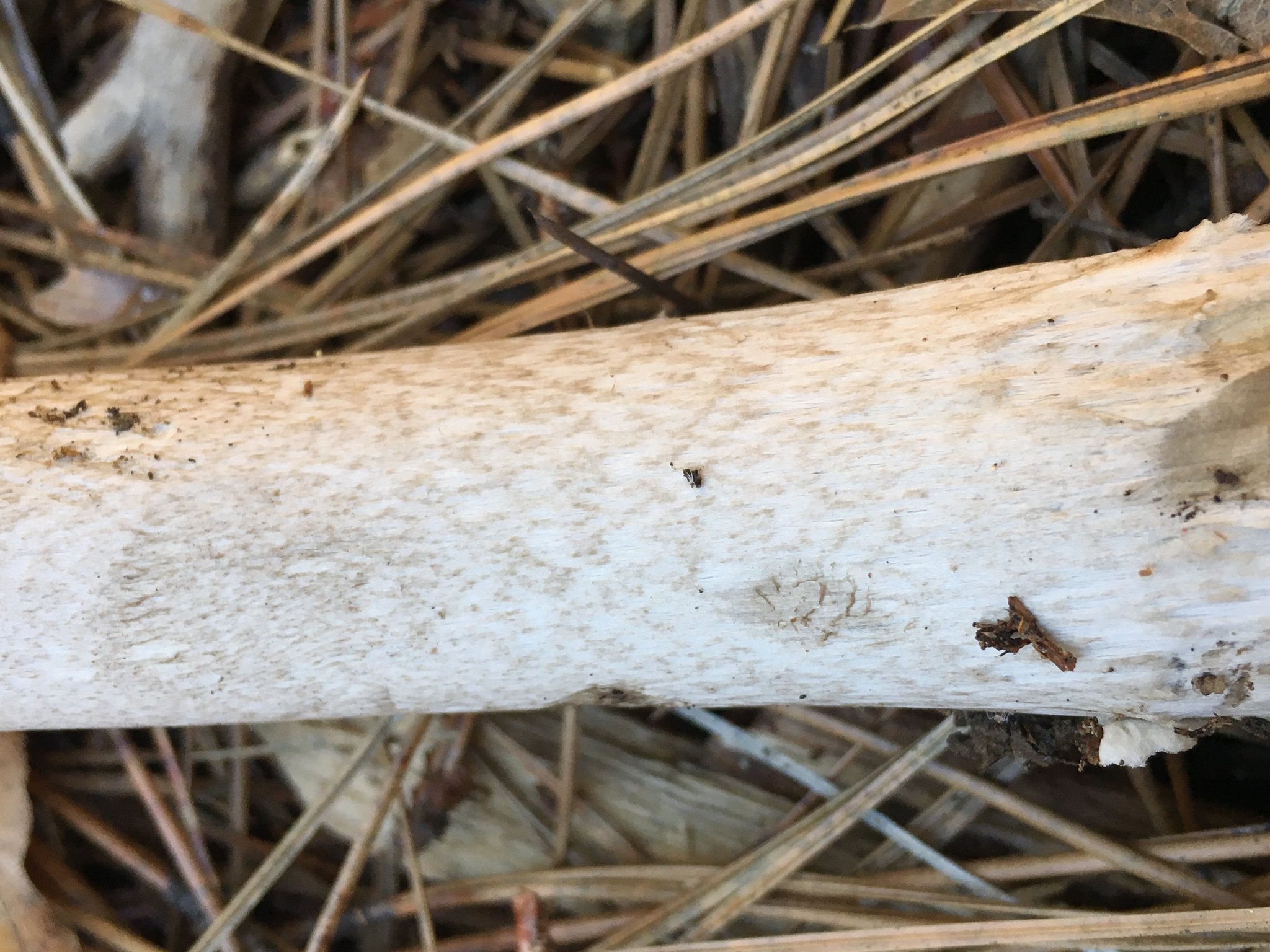 Amanita pachycolea image