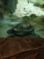 Chelodina