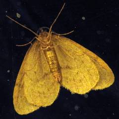 Operophterini
