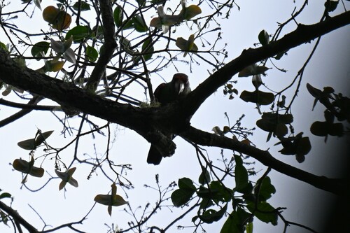 Red-fronted Parrot