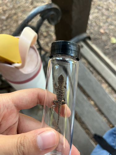 iNaturalist observation photo of Western Fence Lizard
