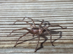 Pisaurina