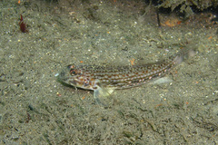 Istigobius hoesei