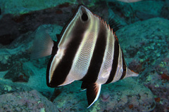 Chelmonops truncatus